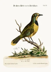 El Pye Verde de la Isla de Ceilán, 1749-73